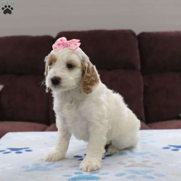 Anne, Cockapoo Puppy